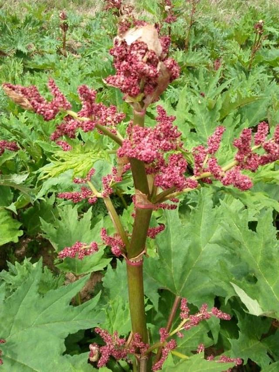 大黄:为蓼科多年生草本植物掌叶大黄,唐古特大黄,或药用大黄的根和