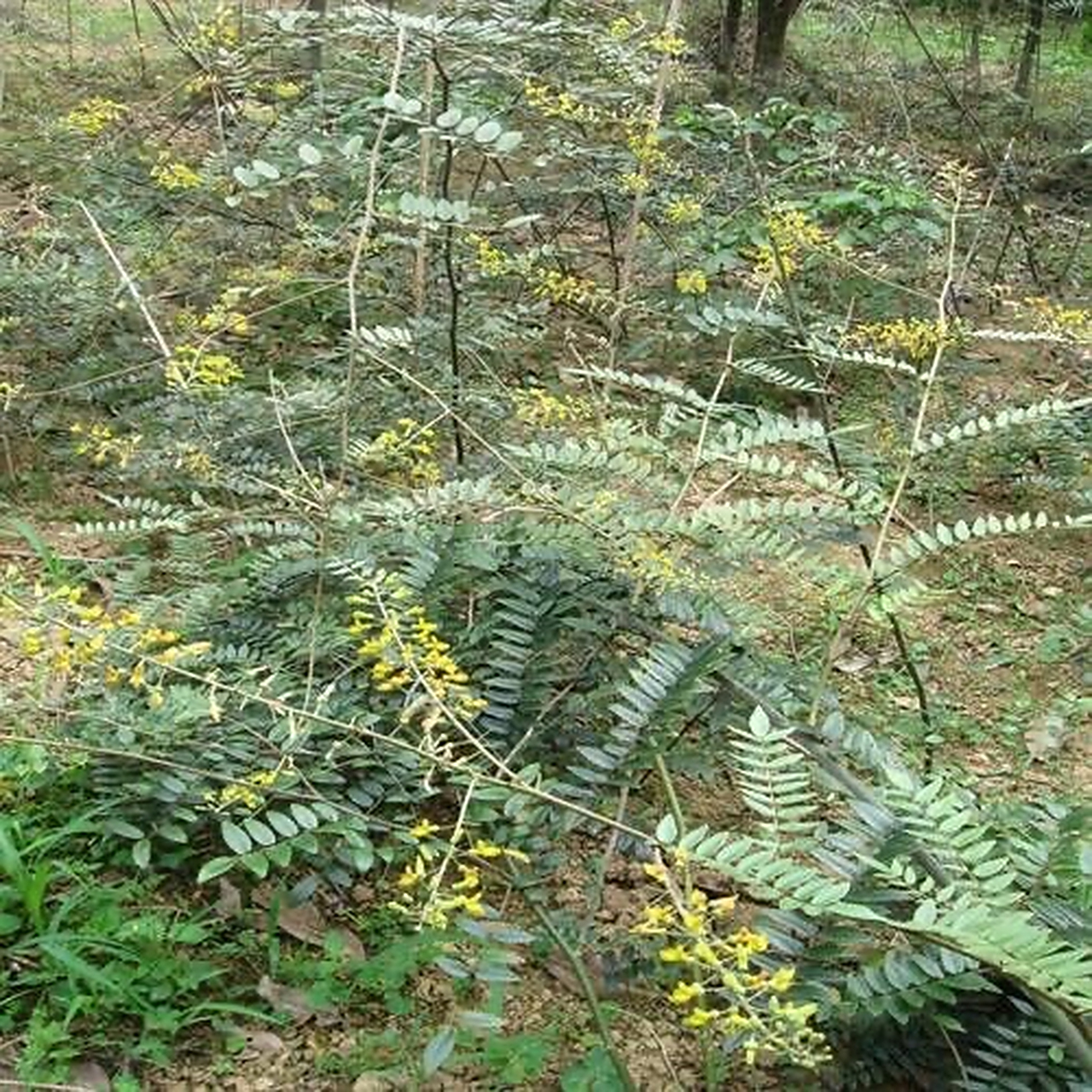 山豆根:为豆科植物柔枝槐