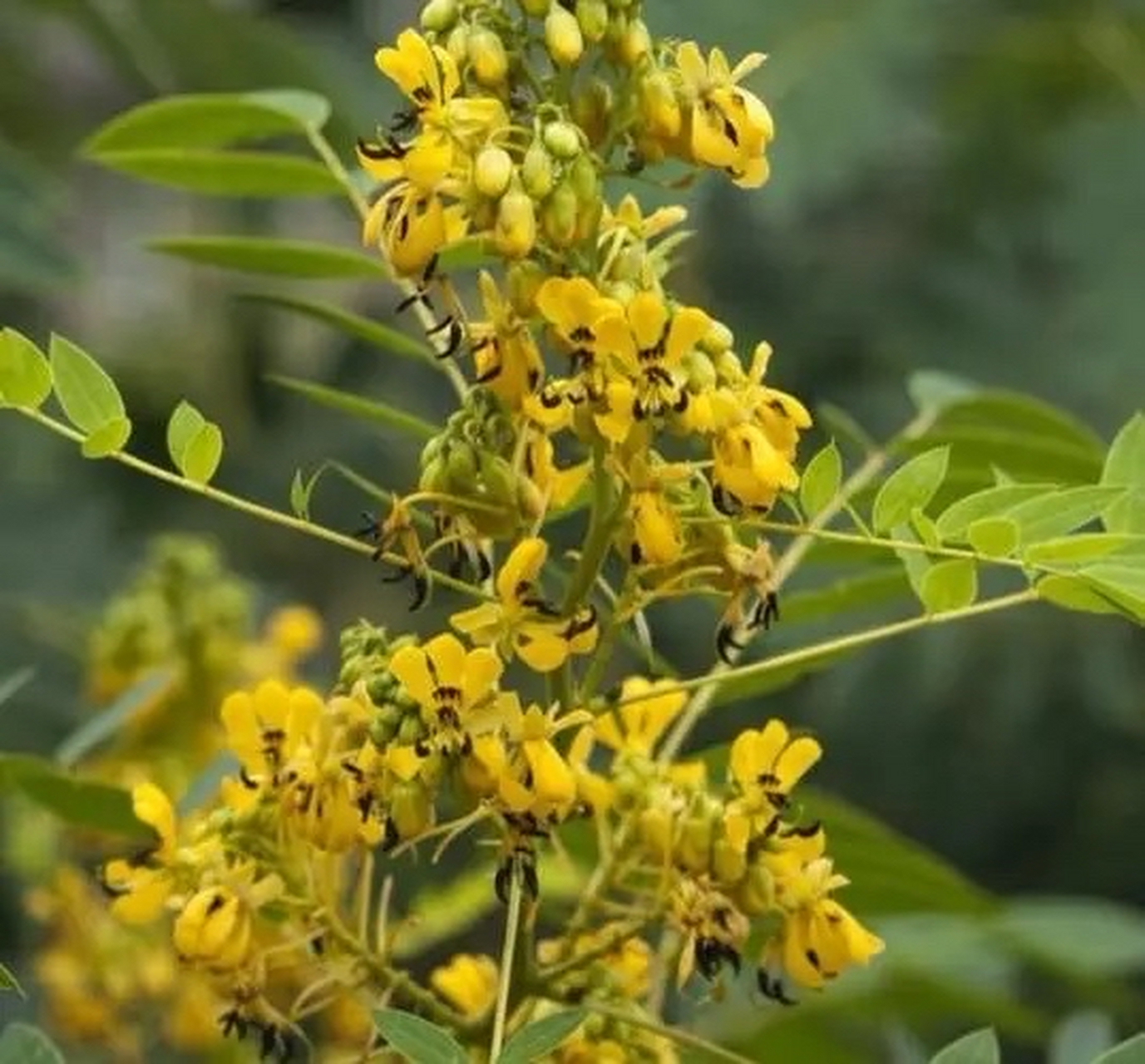 番泻叶:为豆科草本状小灌木植物狭叶番泻和尖叶番泻的小叶.