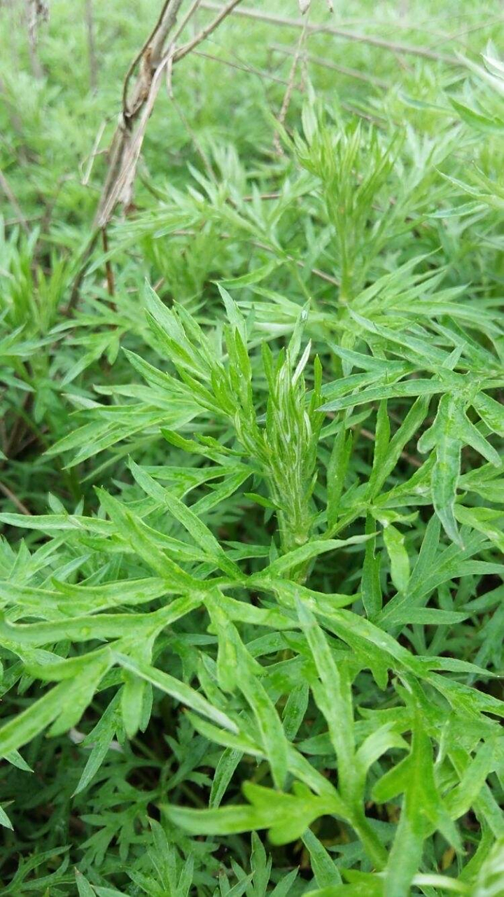 青蒿:为菊科一年生草本植物青蒿和黄花蒿的全草.