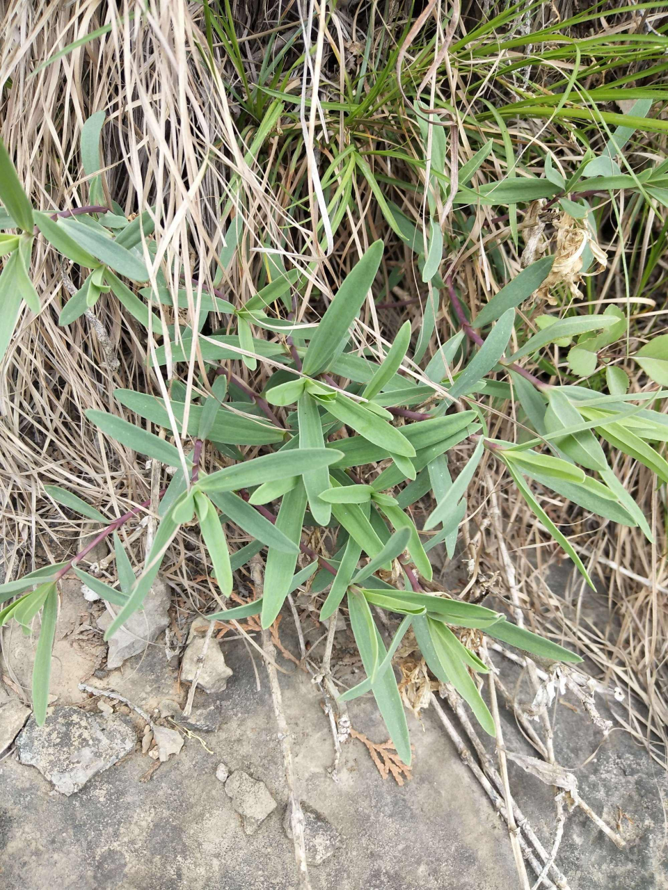 石竹科药用植物图片