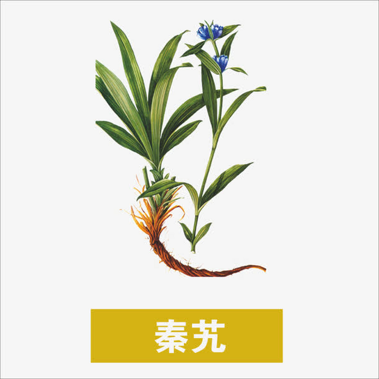 秦艽:为龙胆科多年生草本植物秦艽,麻花秦艽,粗茎秦艽或小秦艽的根.前