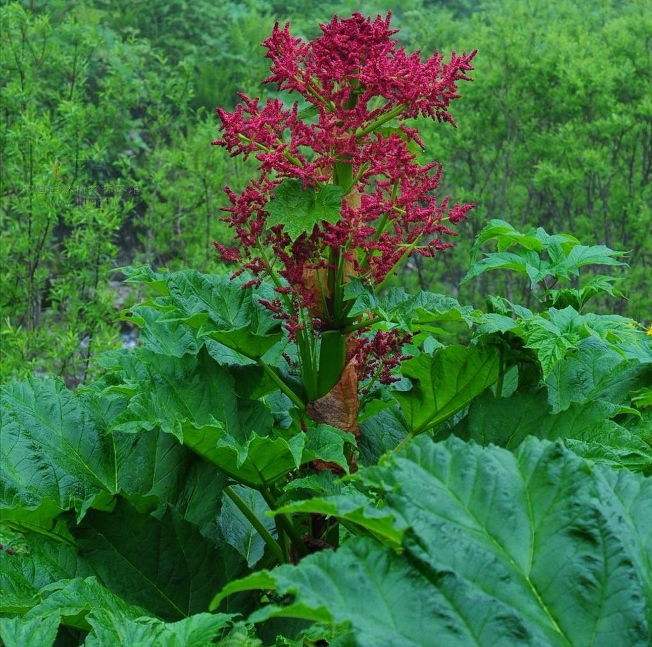 大黄植株图片图片