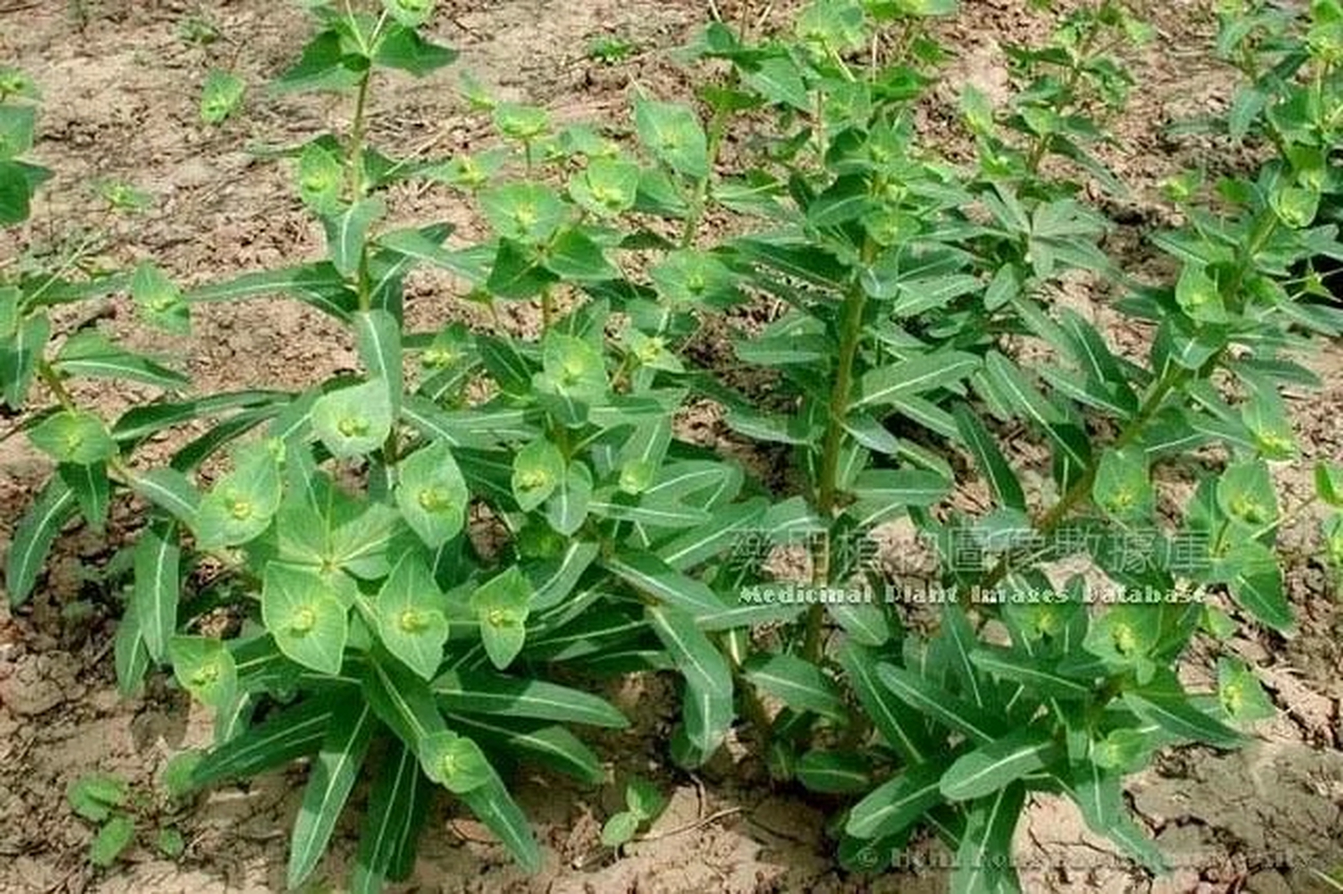 甘遂植物图片图片