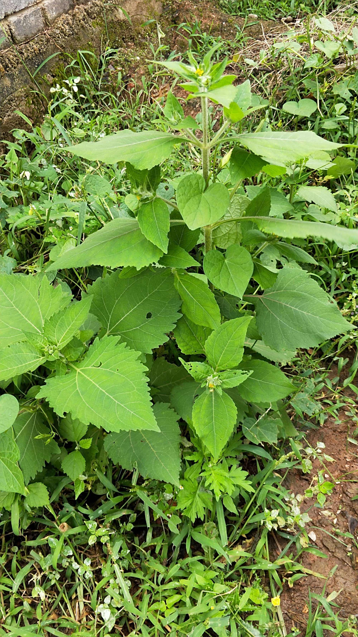 豨莶草:为菊科一年生草本植物豨莶,腺梗豨莶或毛梗豨莶的地上部分.