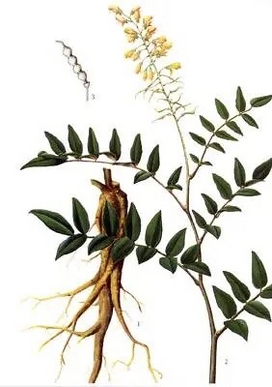 山豆根:为豆科植物柔枝槐(广豆根)的根.