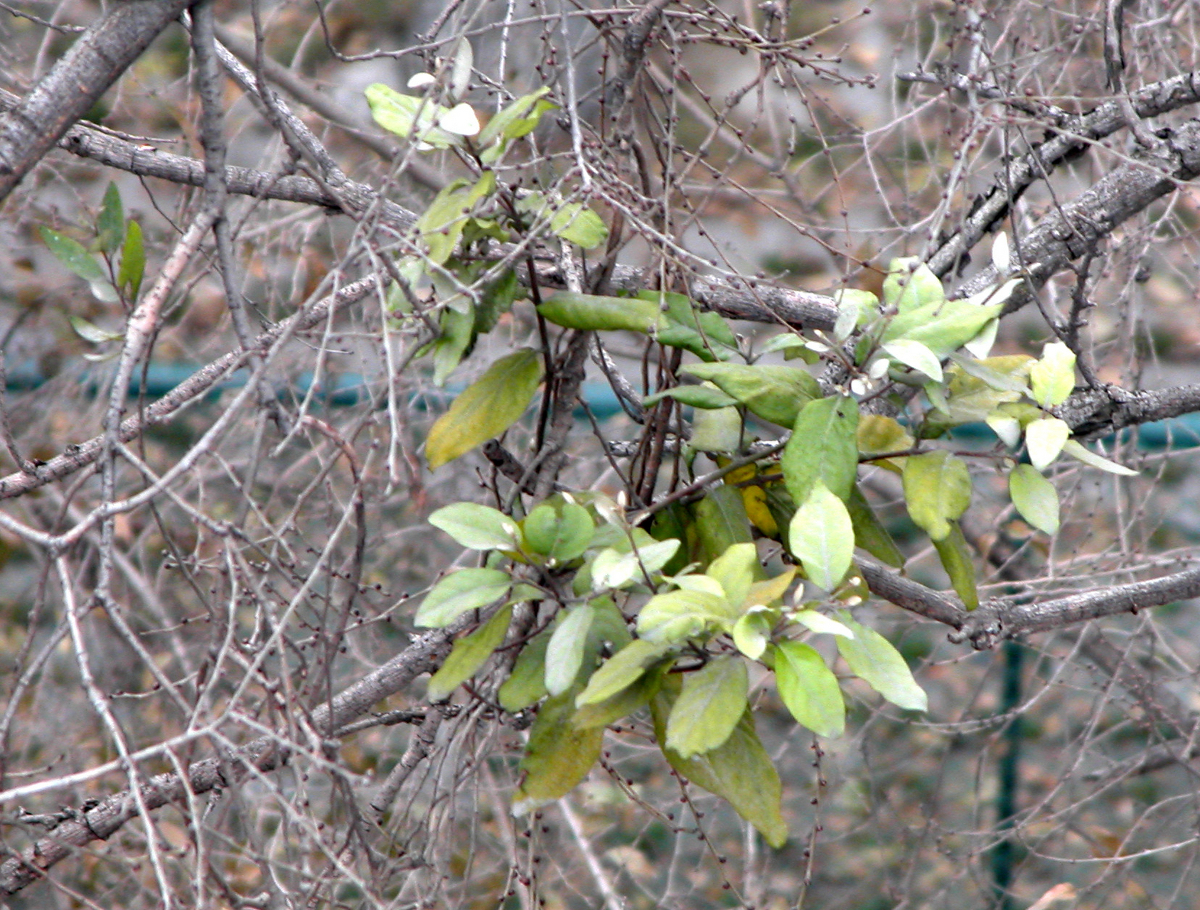 桑寄生:为桑寄生科常绿小灌木槲寄生或桑寄生的带叶茎枝.