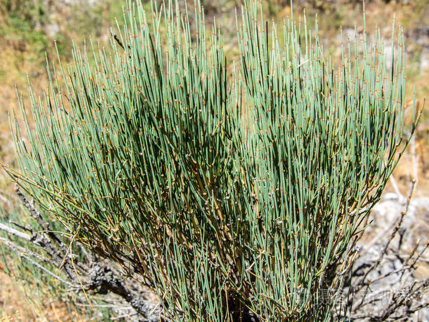 麻黄:为麻黄科多年生草本状小灌木草麻黄或木贼麻黄和中麻黄的草质茎