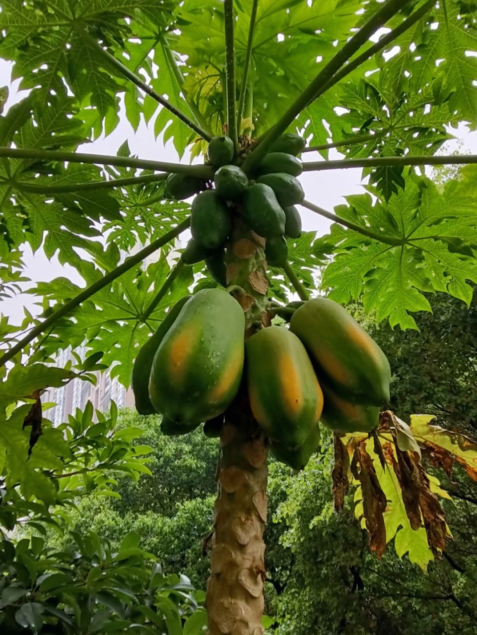 木瓜:为蔷薇科落叶灌木木贴梗海棠和木瓜的成熟果实.
