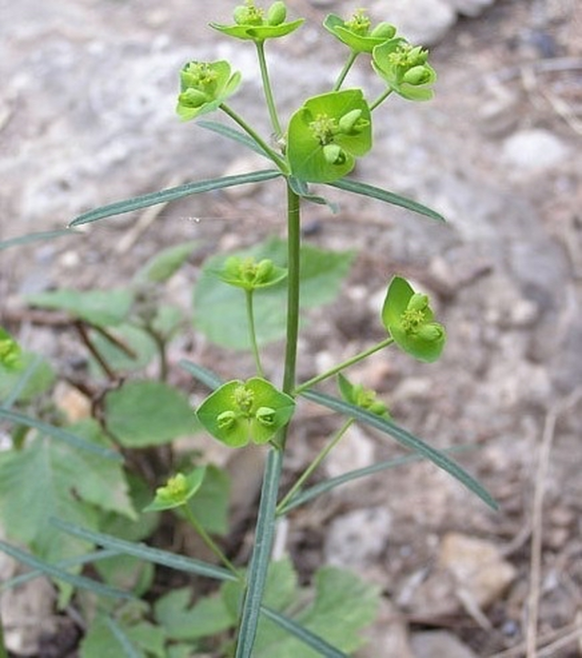 大戟:为大戟科多年生草本植物大戟或茜草科多年生草本植物红芽大戟的
