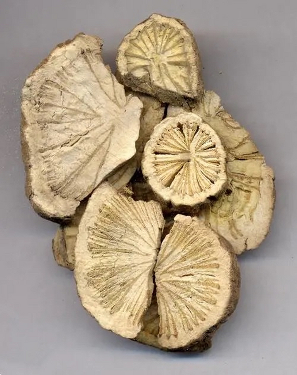 科多年生木质藤本植物粉防己或马兜铃科多年生缠绕草本植物广防己的根