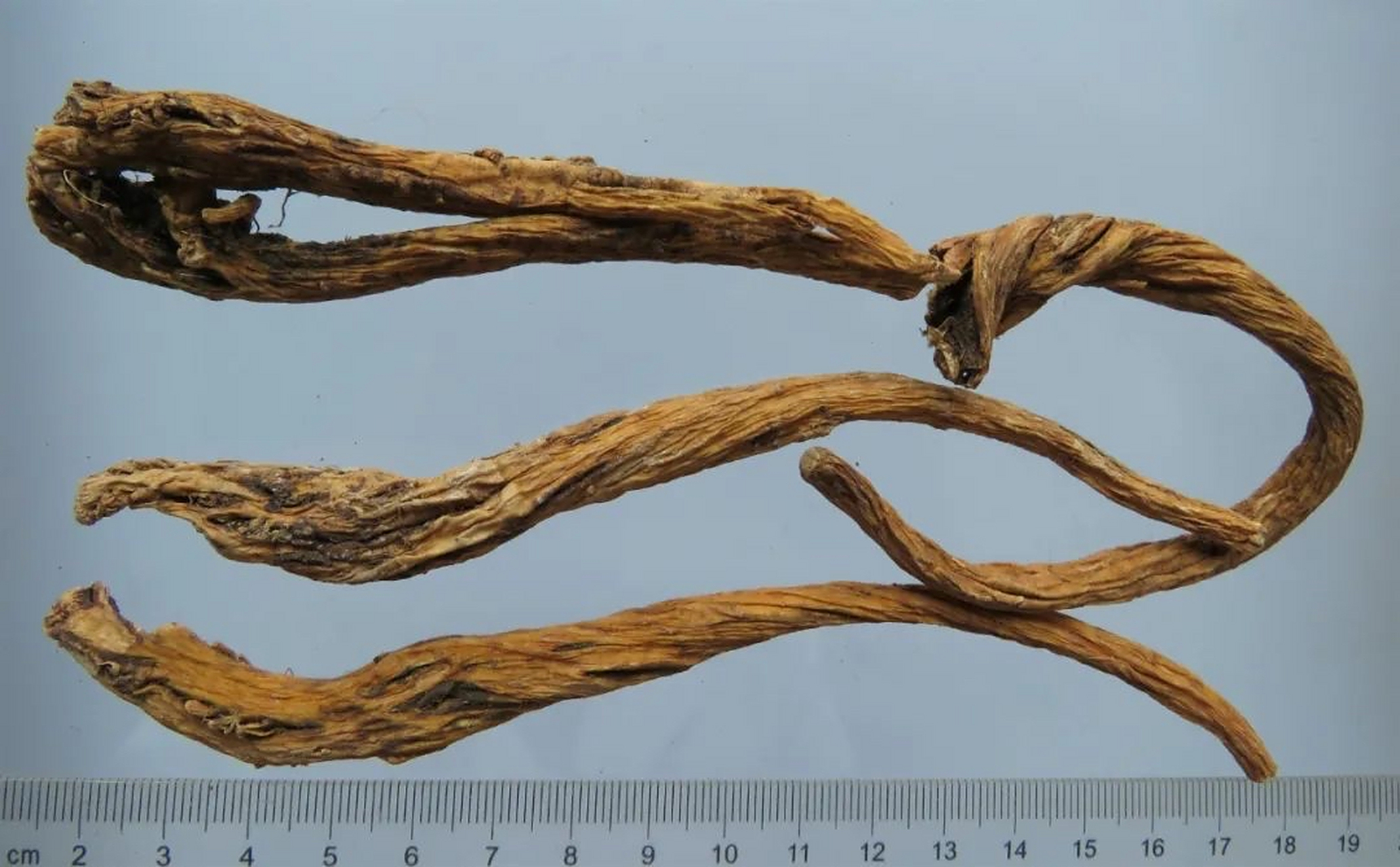 秦艽:为龙胆科多年生草本植物秦艽,麻花秦艽,粗茎秦艽或小秦艽的根.