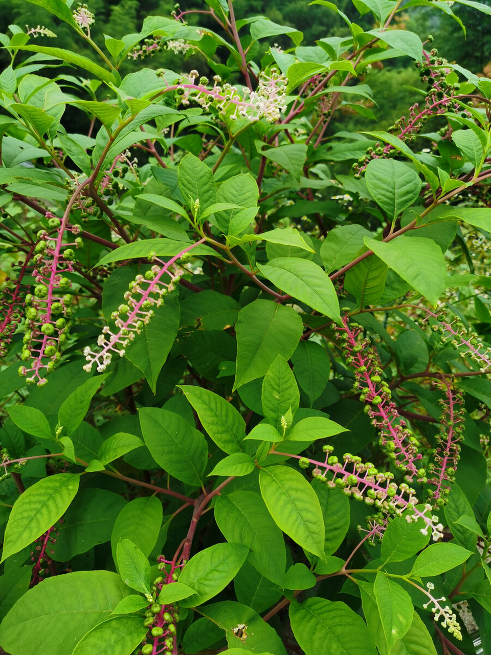 商陆:为商陆科多年生草本植物商陆的根.