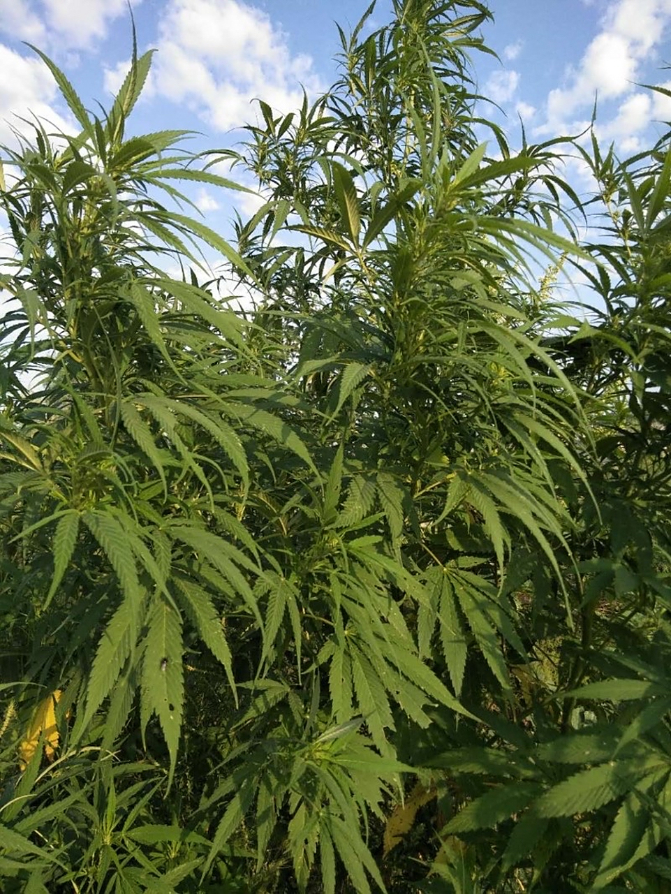 火麻仁:为桑科一年生植物大麻的成熟果实.全国各地均有栽培.