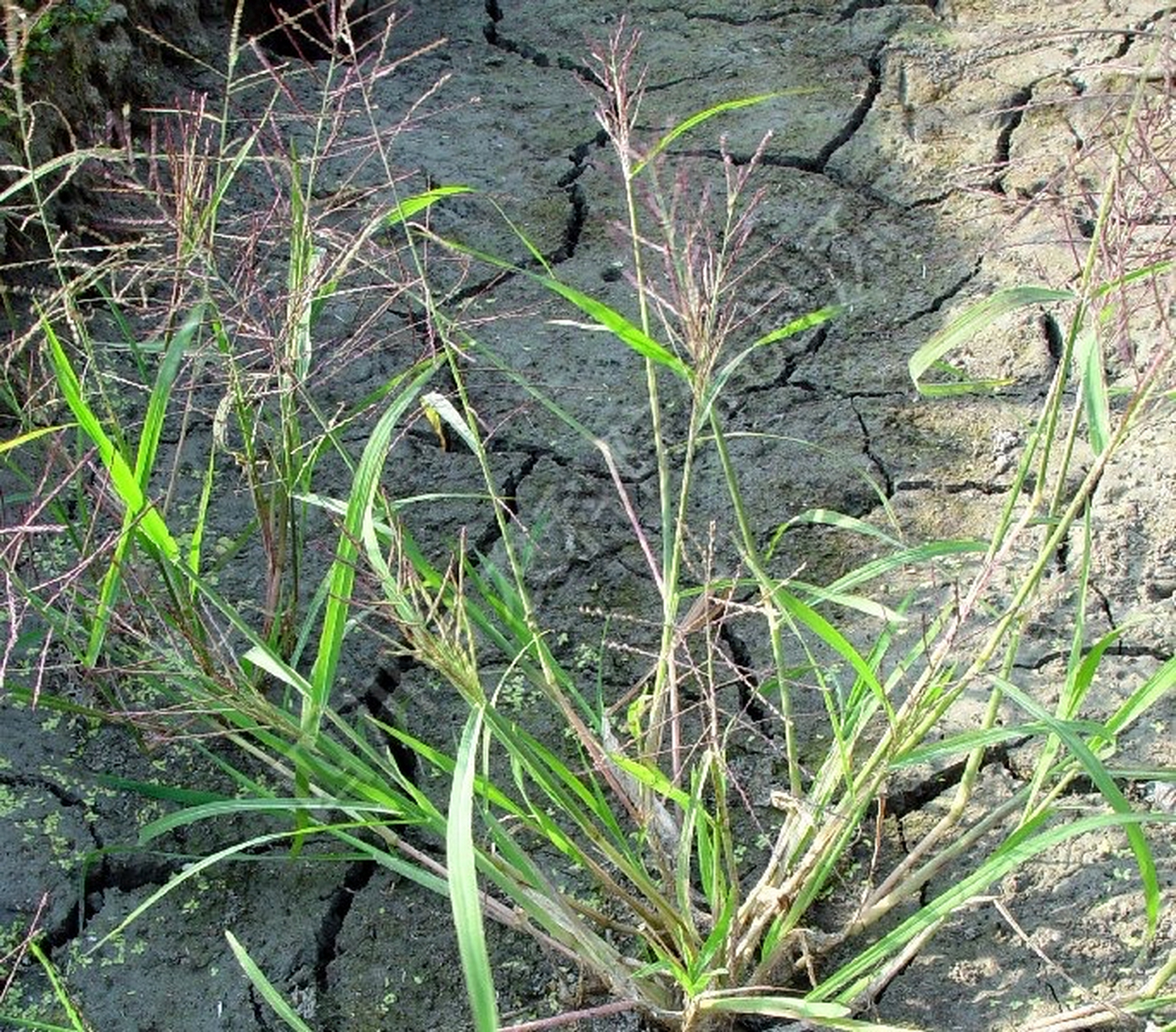 千金子:为大戟科二年生草本植物续随子的成熟种子.