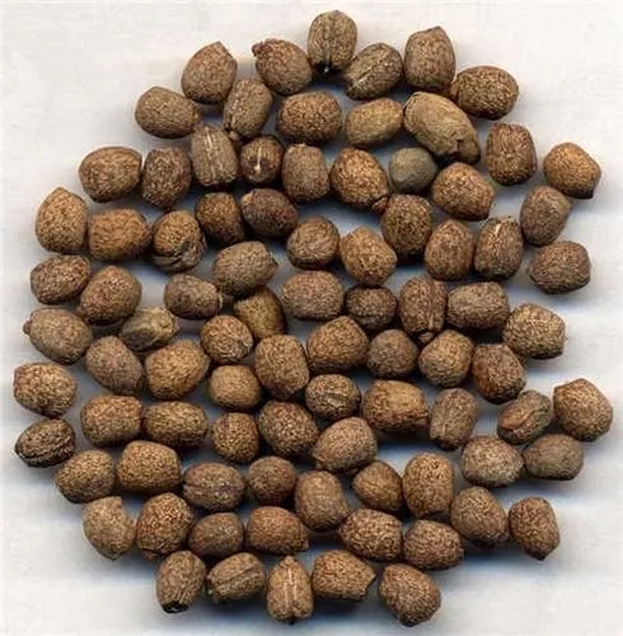 千金子:为大戟科二年生草本植物续随子的成熟种子.