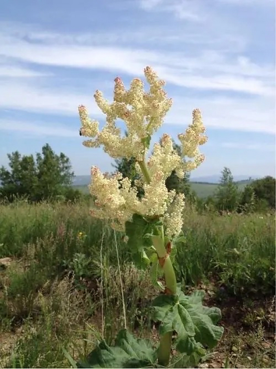 大黄:为蓼科多年生草本植物掌叶大黄,唐古特大黄,或药用大黄的根和