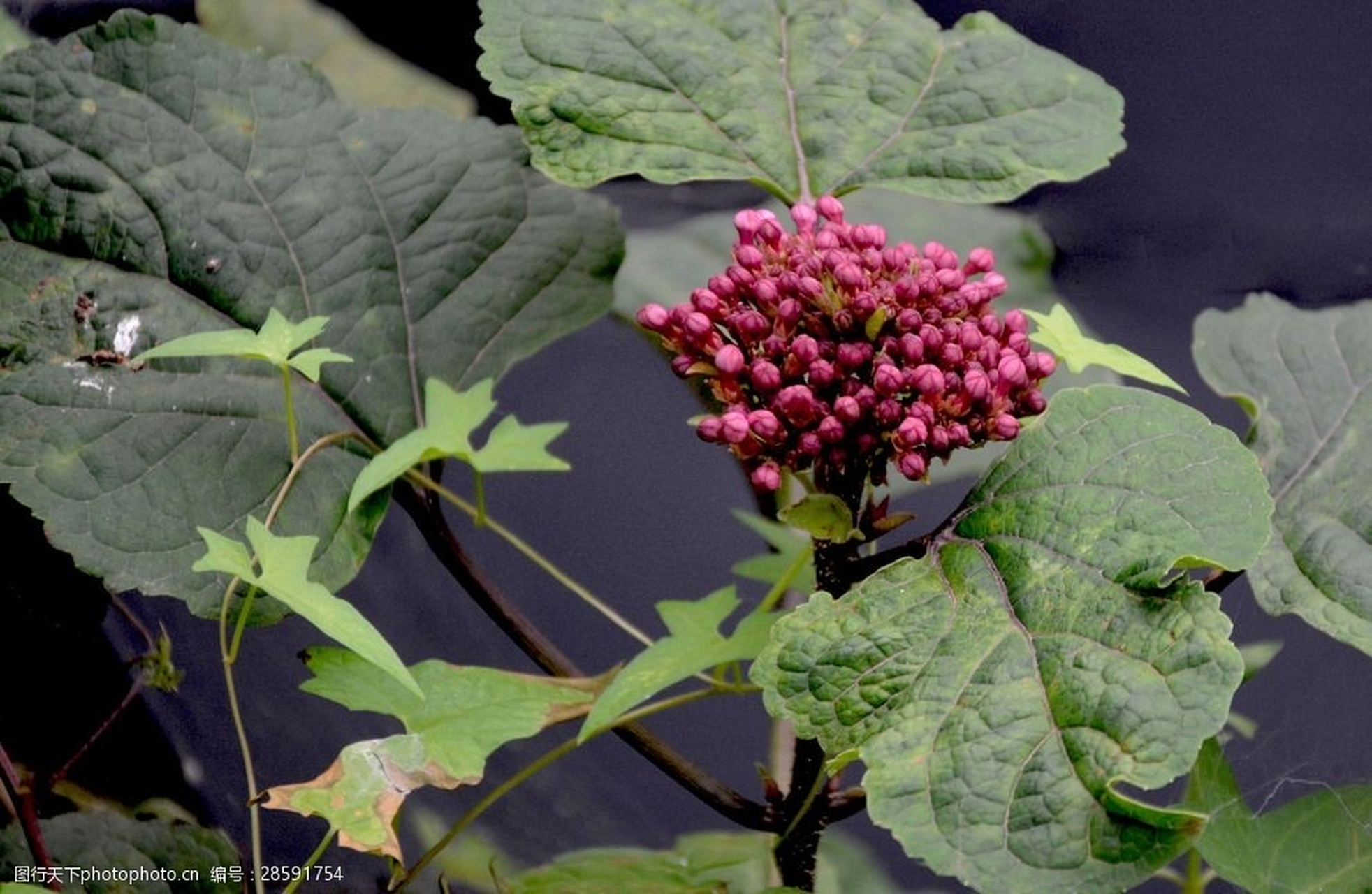 臭梧桐:为马鞭草科落叶灌木或小乔木海州常山的嫩枝及叶.