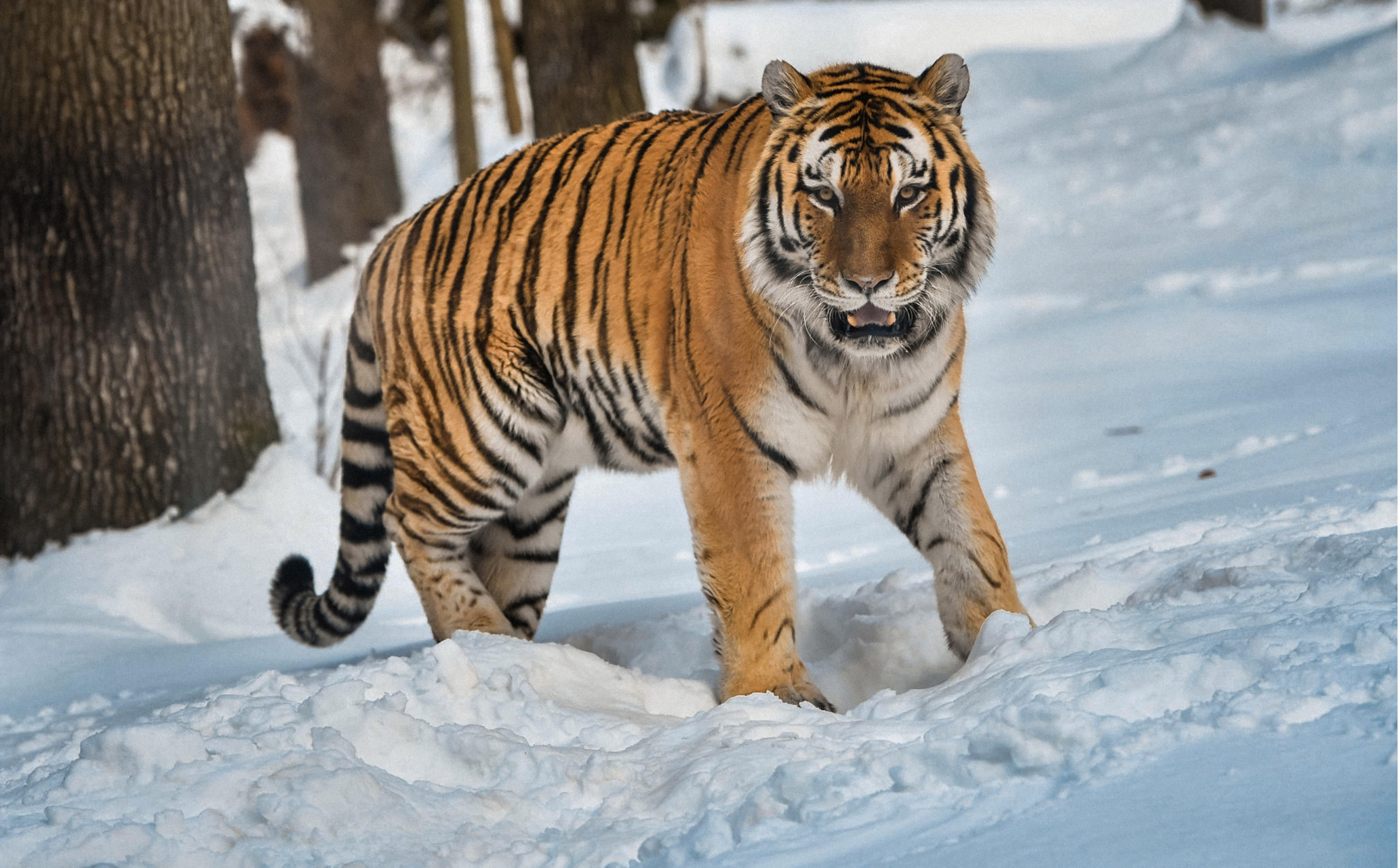 雄虎的前胫骨更佳,处方虎胫骨.分布于东北,华南等地.
