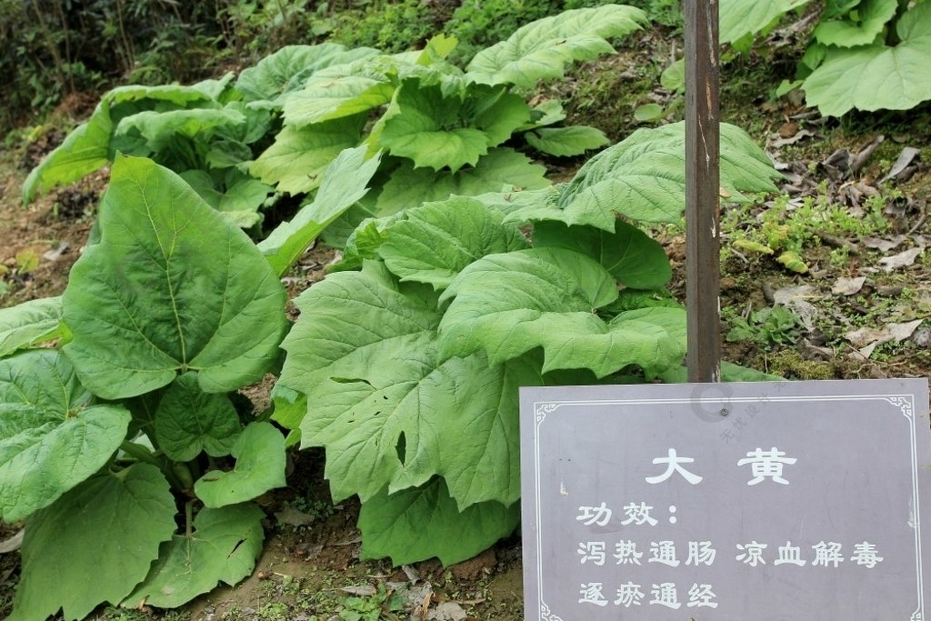 大黄:为蓼科多年生草本植物掌叶大黄,唐古特大黄,或药用大黄的根和