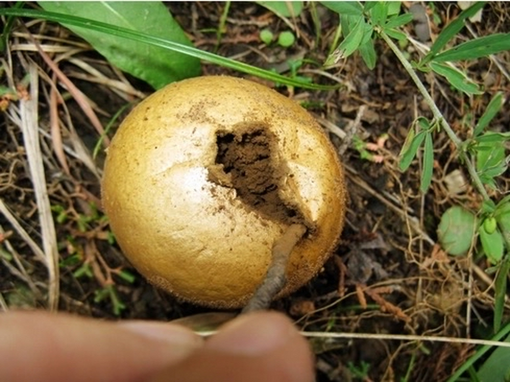 马勃:为马勃科植物大颓马勃,紫颓马勃与脱皮马勃的干燥子实体.