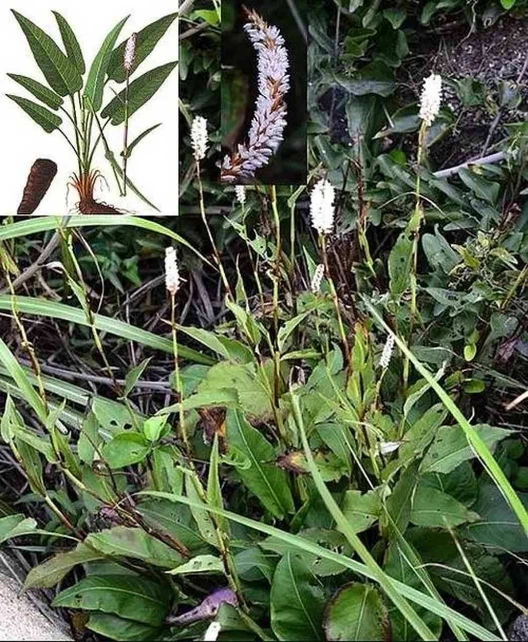 拳参:为蓼科多年生植物拳参的根茎.