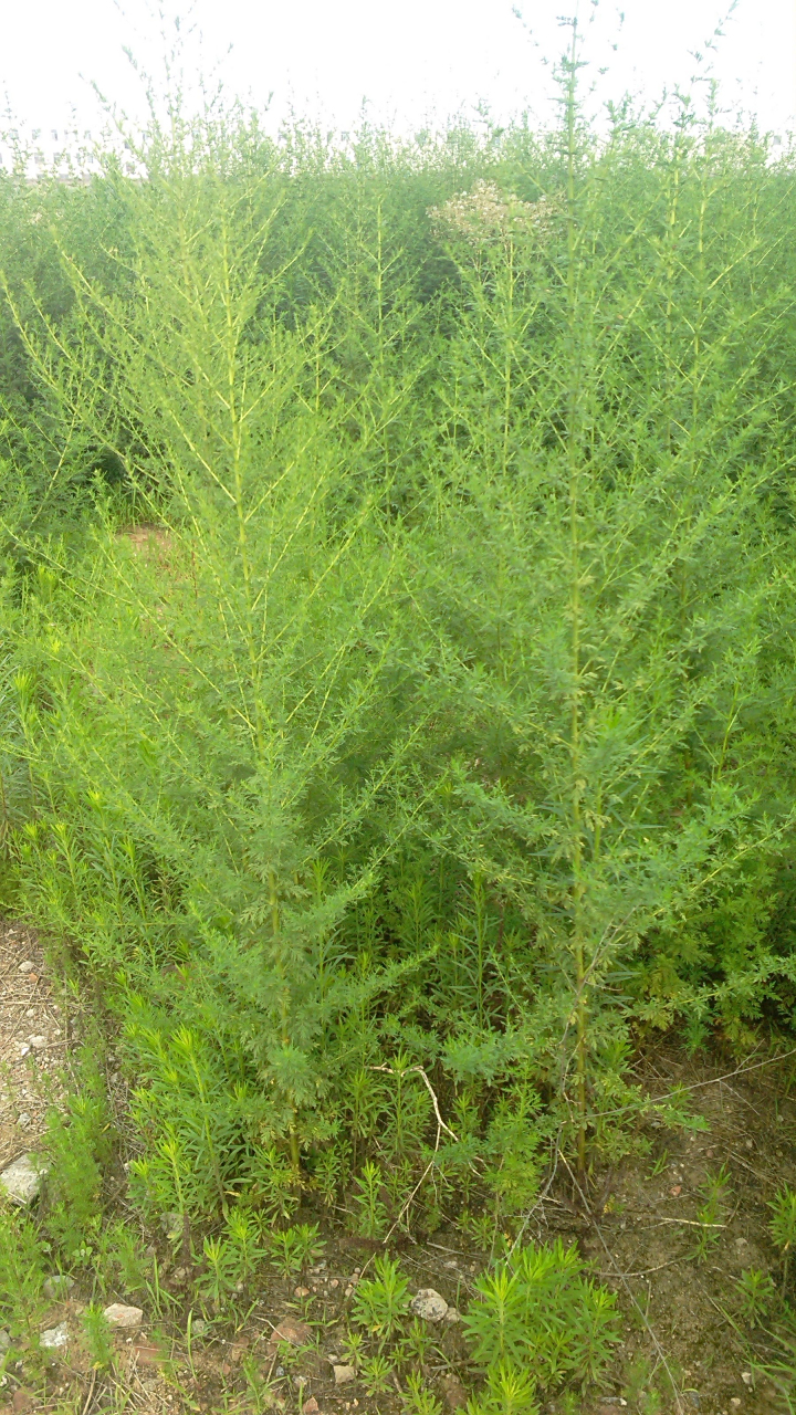 青蒿:为菊科一年生草本植物青蒿和黄花蒿的全草.