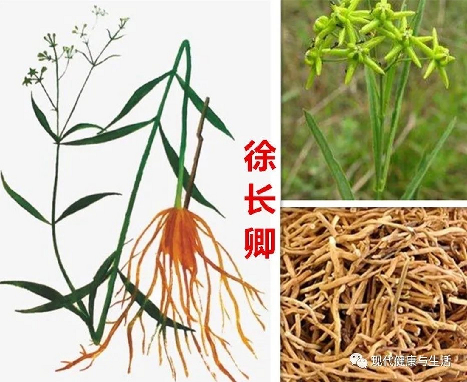 徐长卿:萝藦科多年生草本植物徐长卿的根及根茎.全国大部分地区有分布