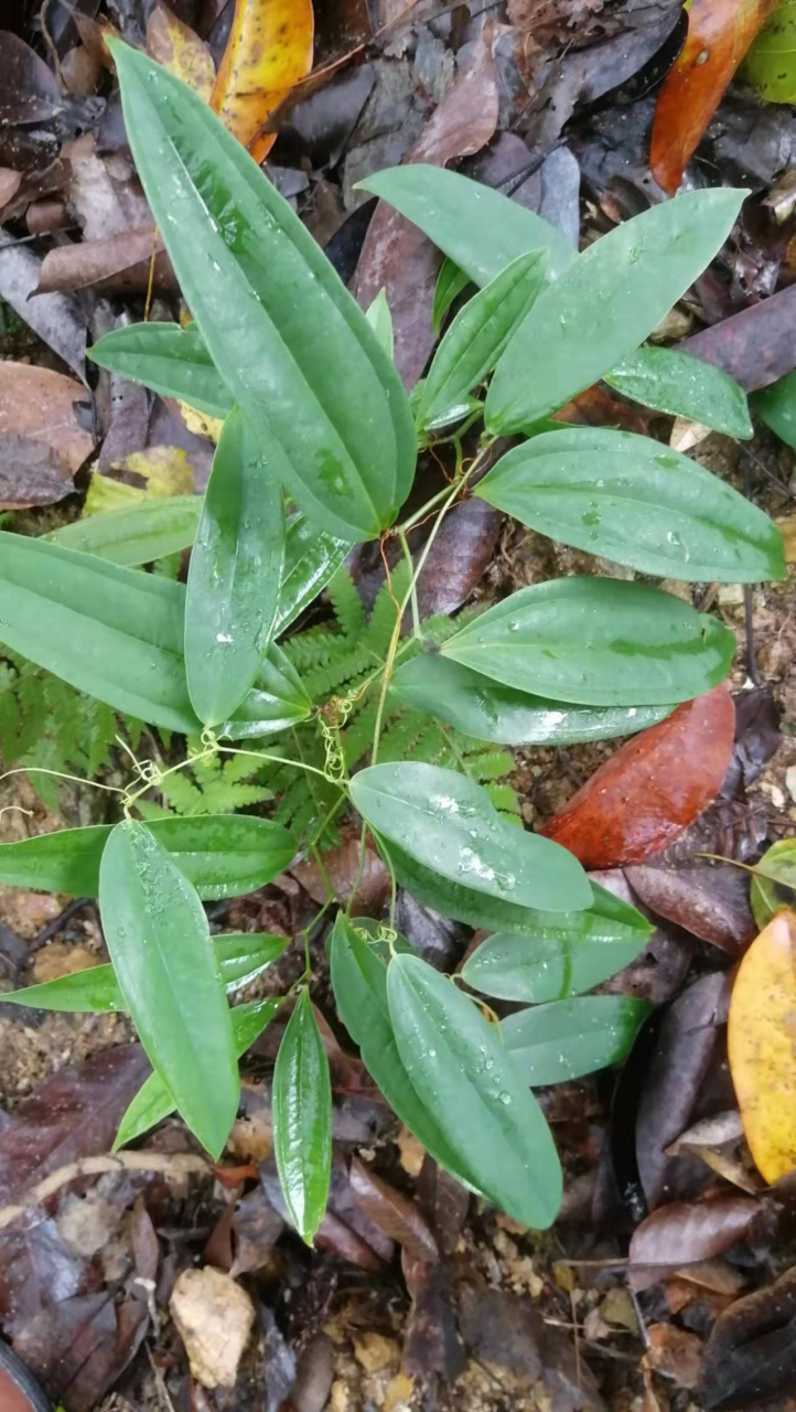 茯苓植株全图图片