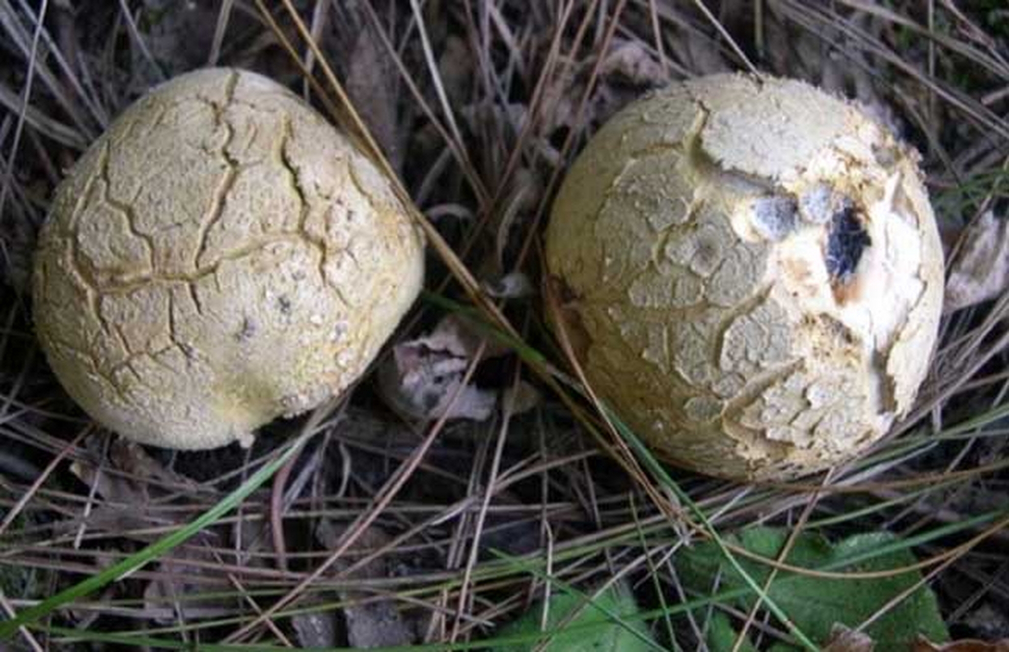 马勃:为马勃科植物大颓马勃,紫颓马勃与脱皮马勃的干燥子实体.