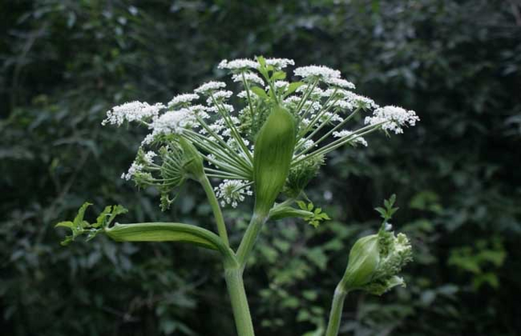 独活:为伞形科多年生草本植物重齿毛当归的根.主产于湖北,四川等地.