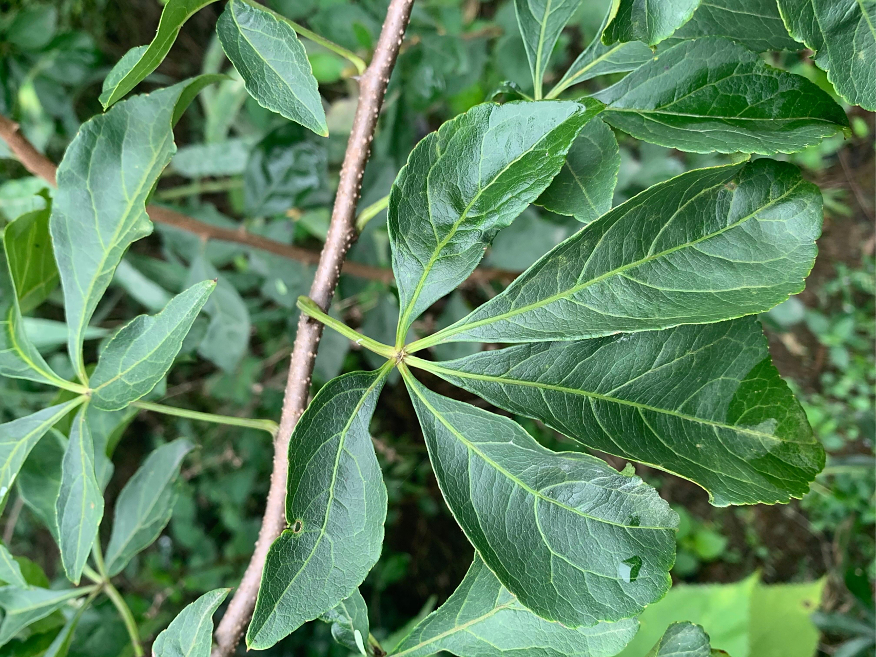 五加皮:为五加科落叶小灌木细柱五加的根皮,习称"南五加皮".