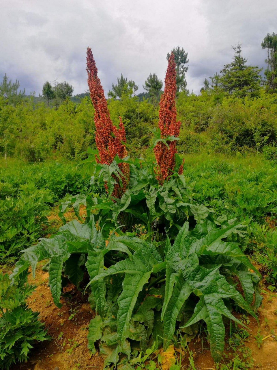 大黄:为蓼科多年生草本植物掌叶大黄,唐古特大黄,或药用大黄的根和