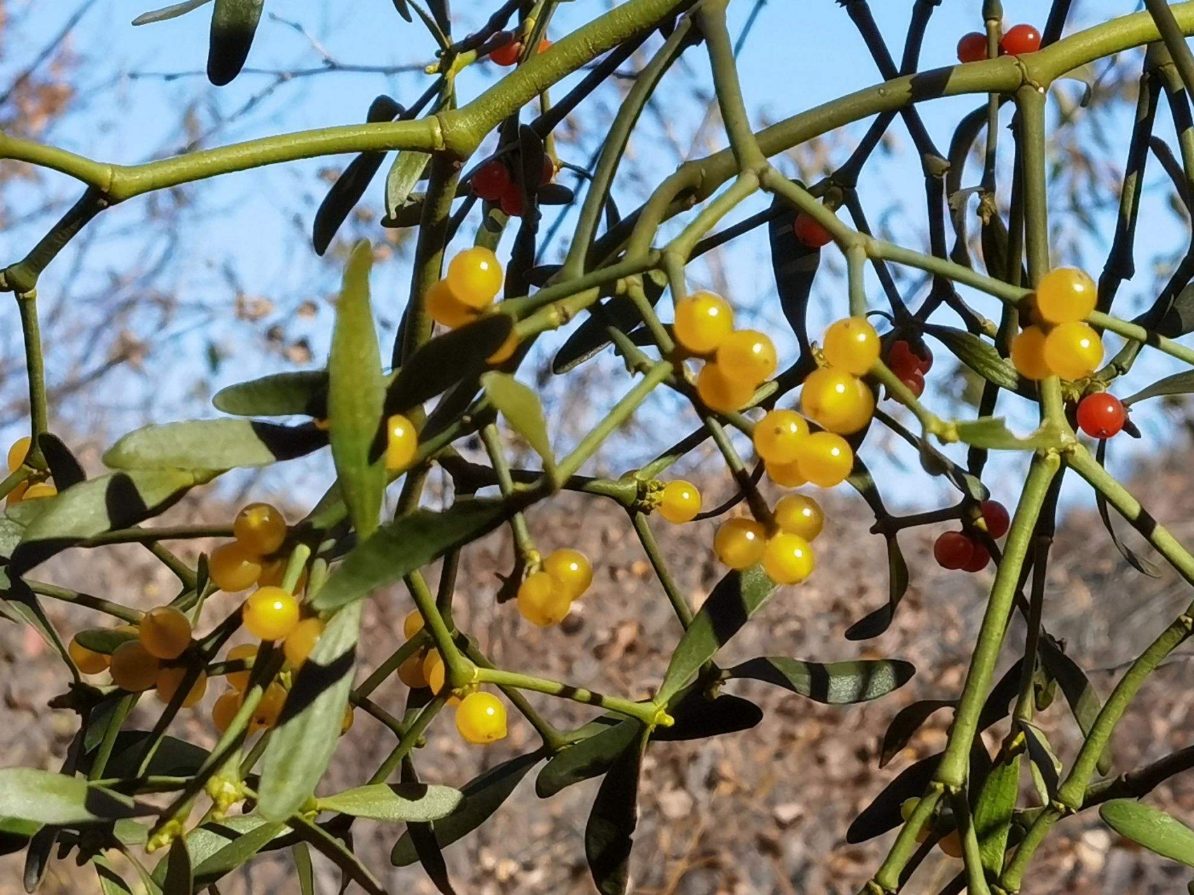 桑寄生:为桑寄生科常绿小灌木槲寄生或桑寄生的带叶茎枝.