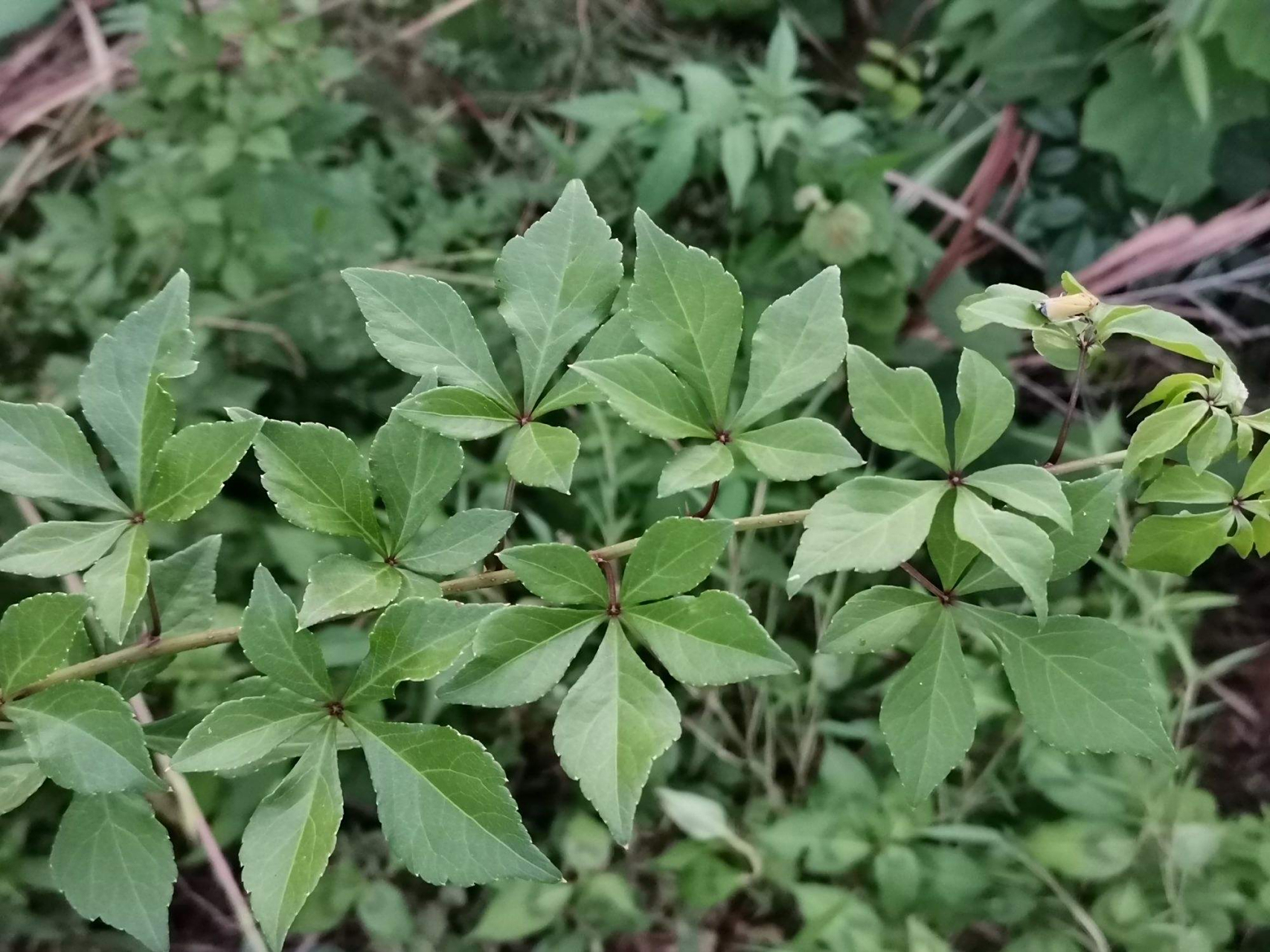 五加皮:为五加科落叶小灌木细柱五加的根皮,习称"南五加皮".