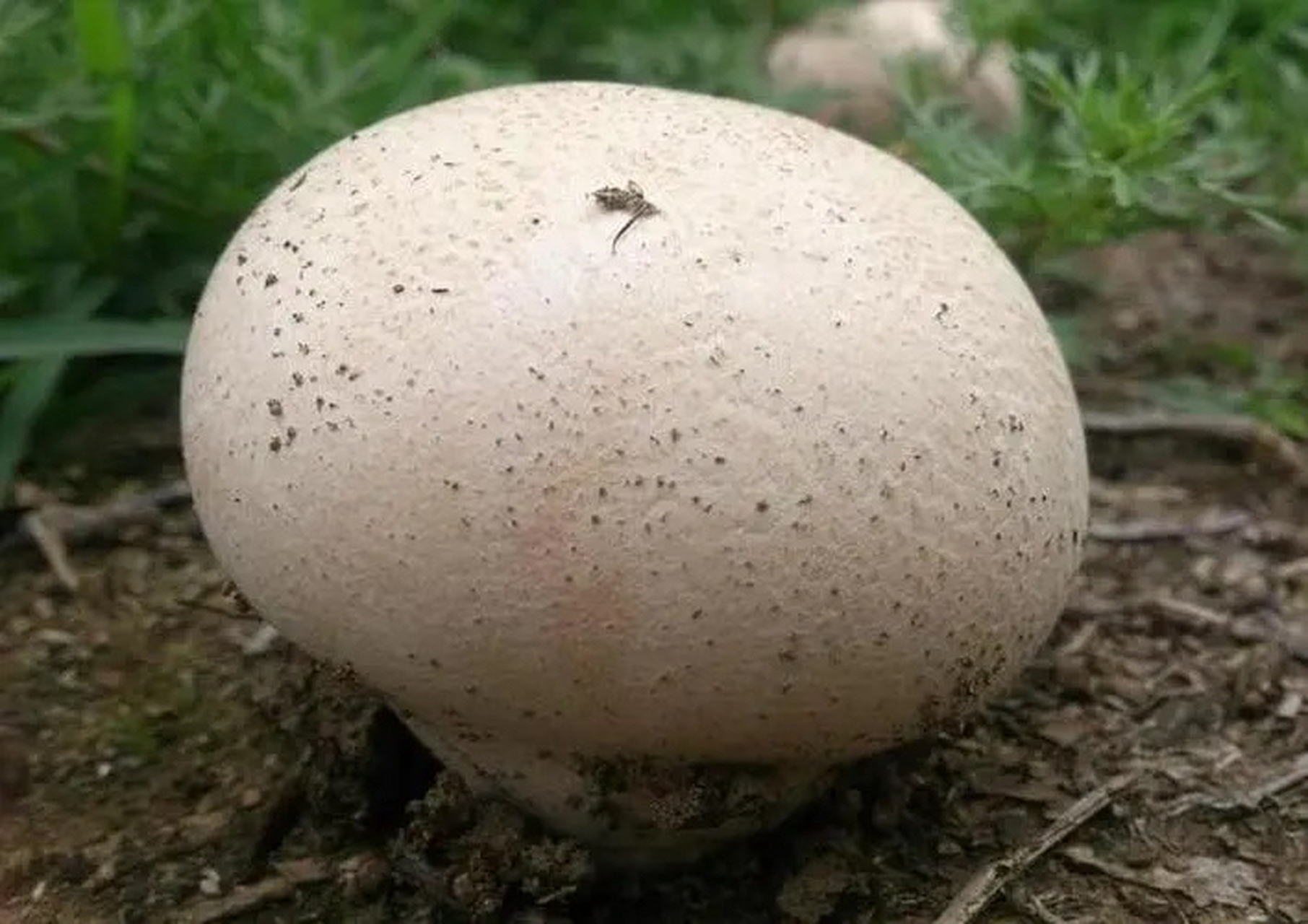 马勃:为马勃科植物大颓马勃,紫颓马勃与脱皮马勃的干燥子实体.