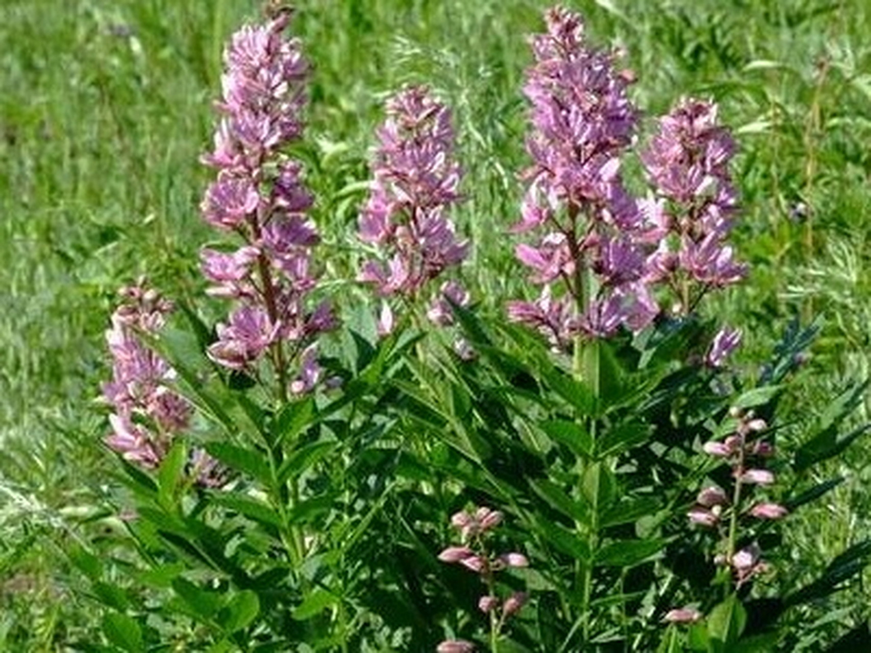 白鲜皮:为芸香科多年生草本植物白鲜的根皮.