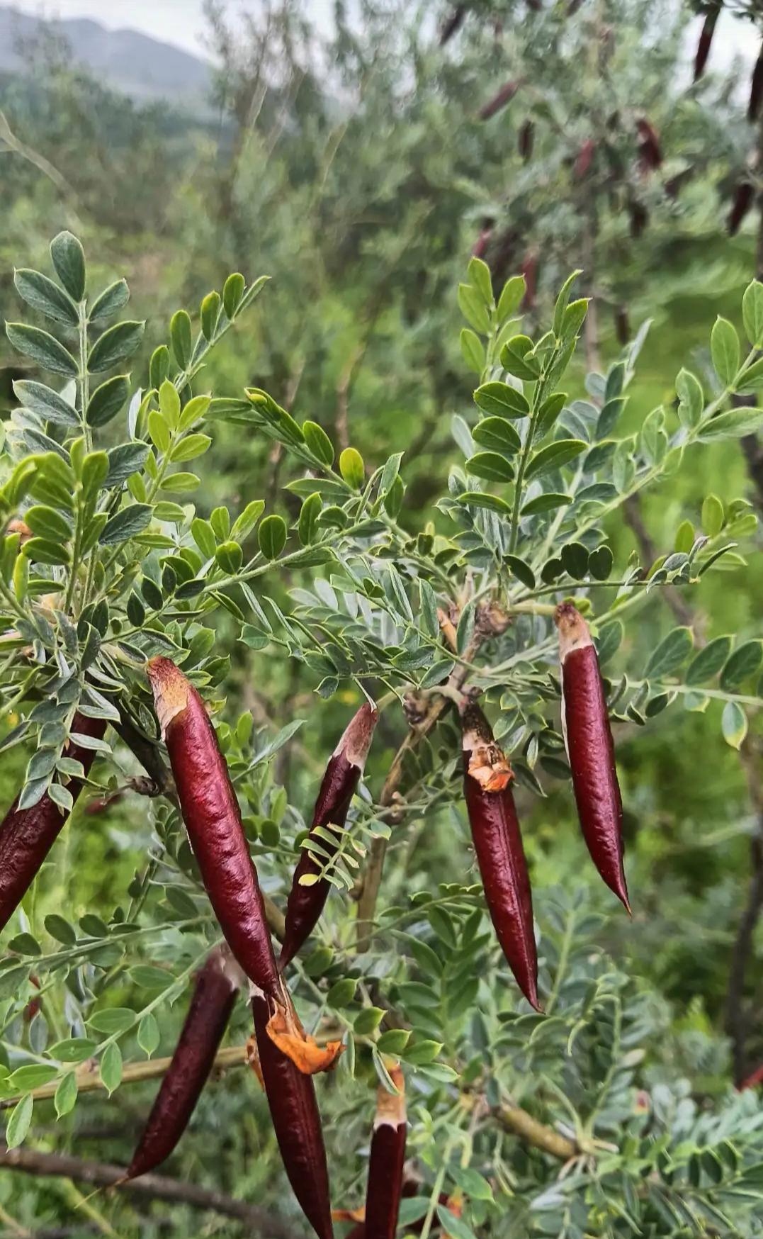 去山里拍鸟,远处望见前面一片红,觉得好奇,就走了过去,发现了这个,长