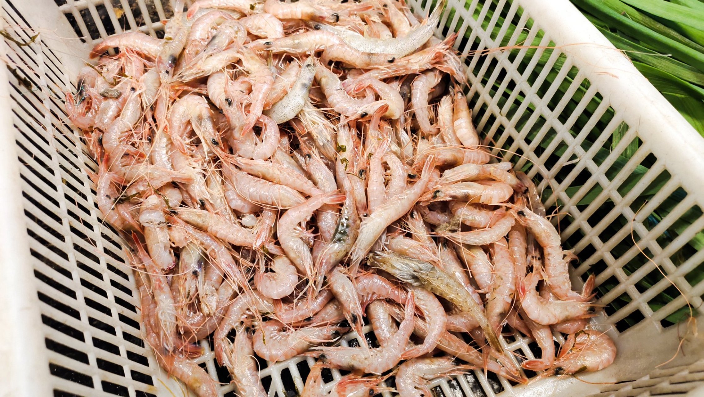 【青岛早市,蛎虾分别是15元,25元,28元一斤】人们围在海鲜摊位前,选购