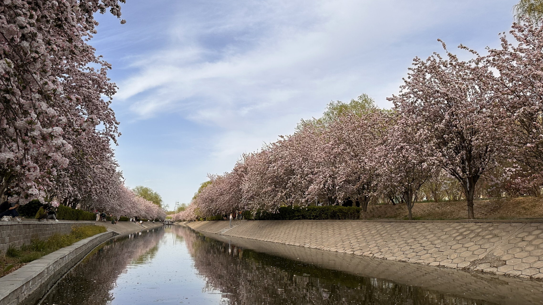 望京海棠花溪的西府海棠已经全部盛放,白里透红,香气四溢,沿着溪水