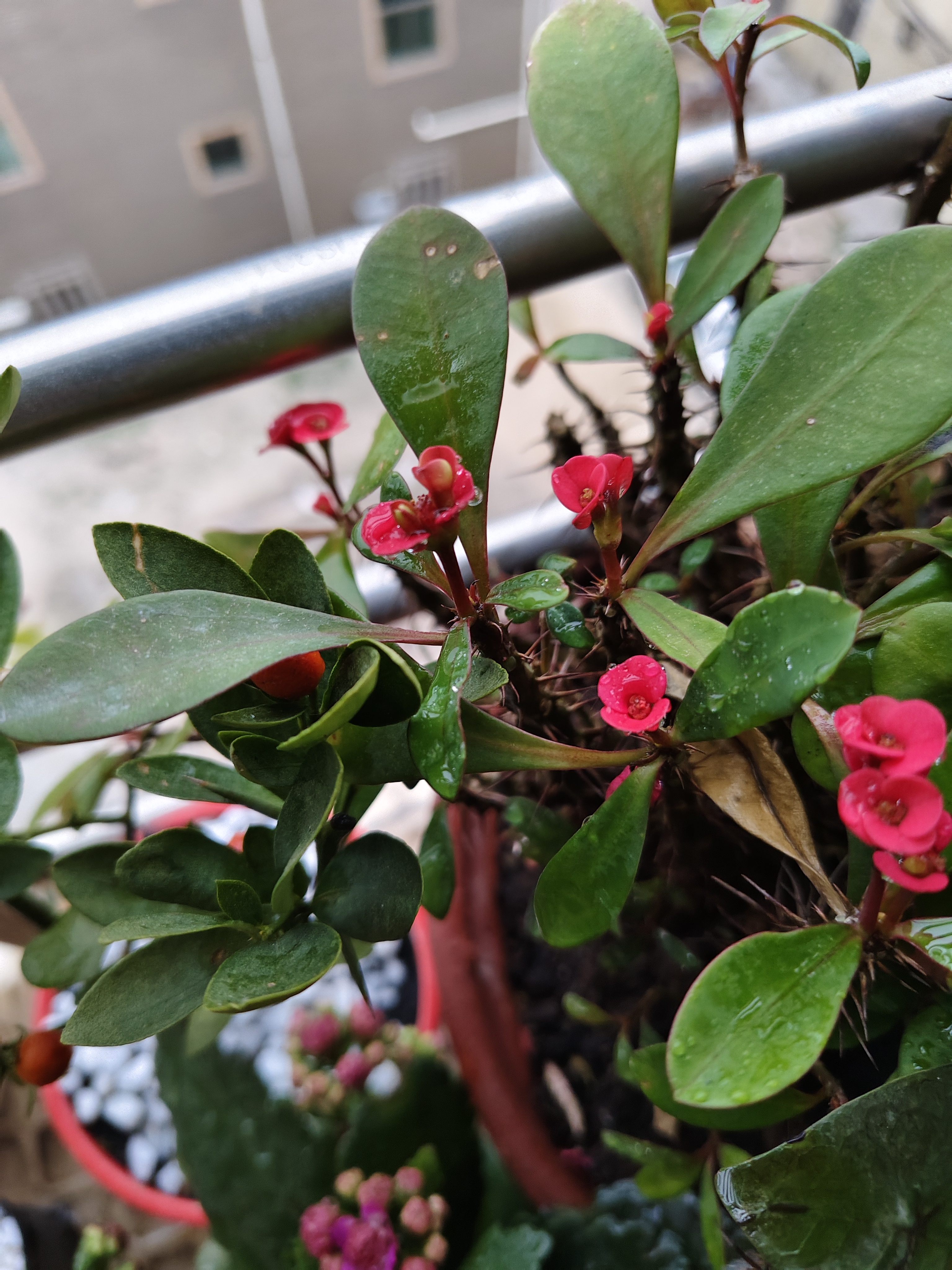 虎刺梅开花越来越小朵,出现双手黄红混合花苞