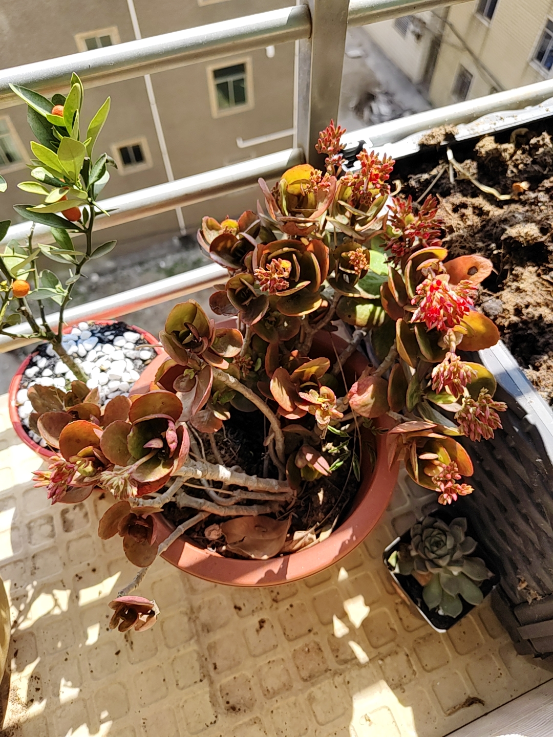 长寿花嫁接落地生根. 99多肉奇缘,萌宠成长记!