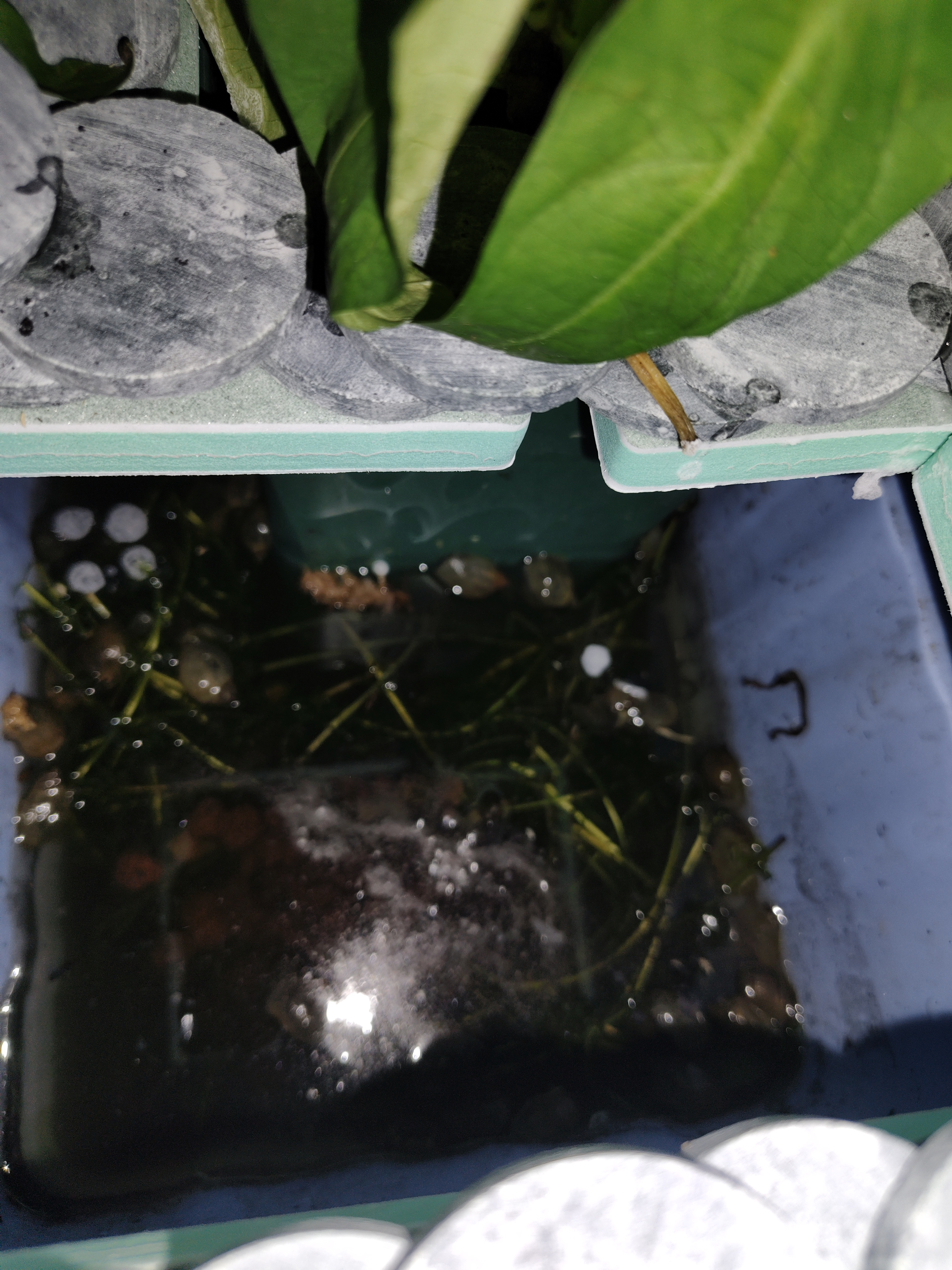 盆栽空心菜养殖石螺这种腌制一种螺很大.