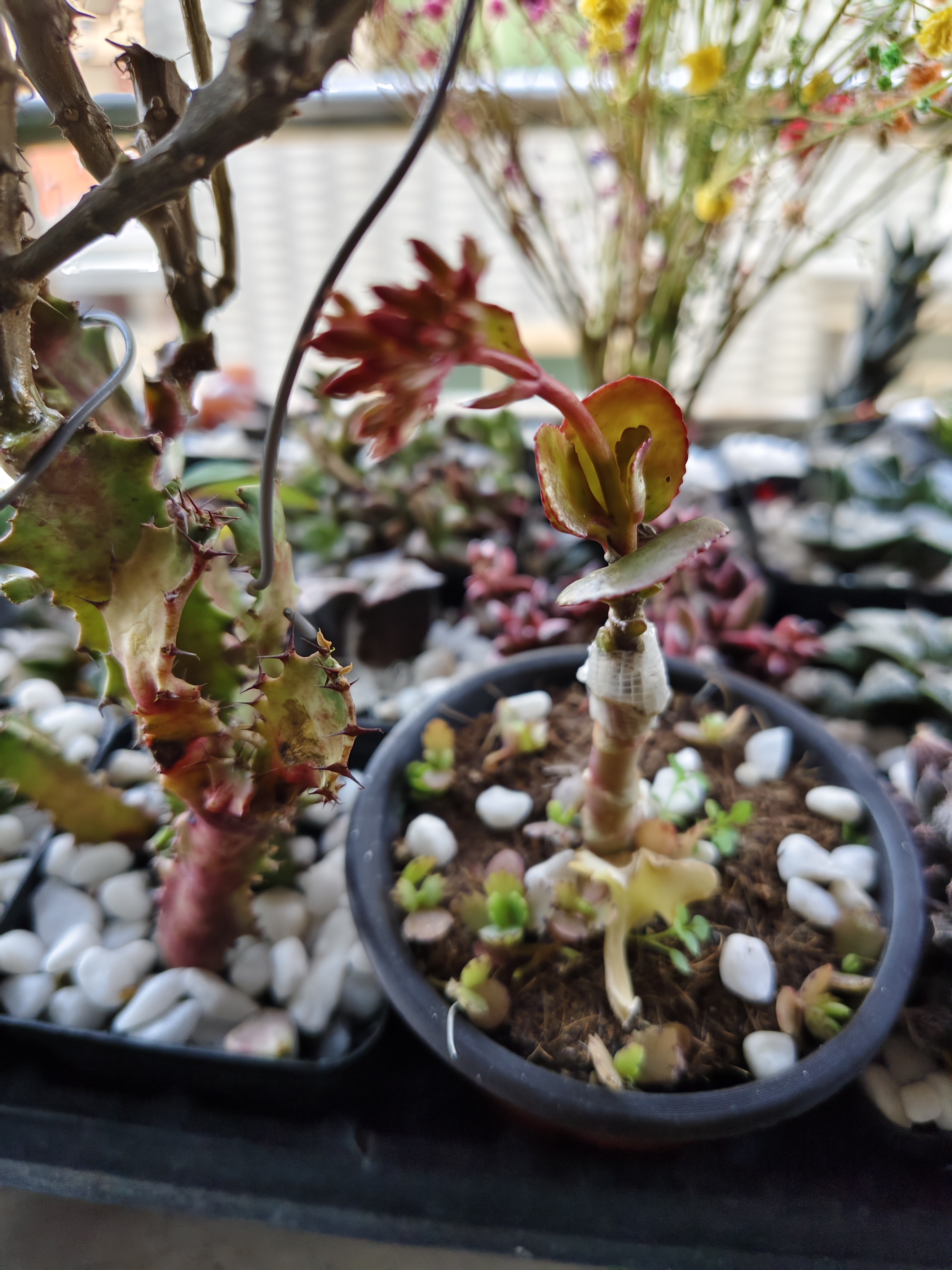 落地生根嫁接长寿花