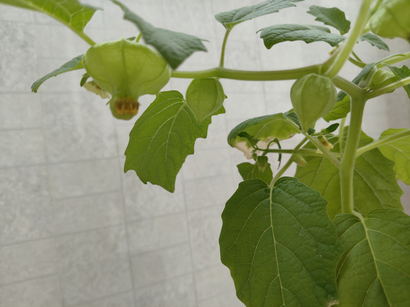 在花盆中种的洋姑娘果7月13日开出了第一朵