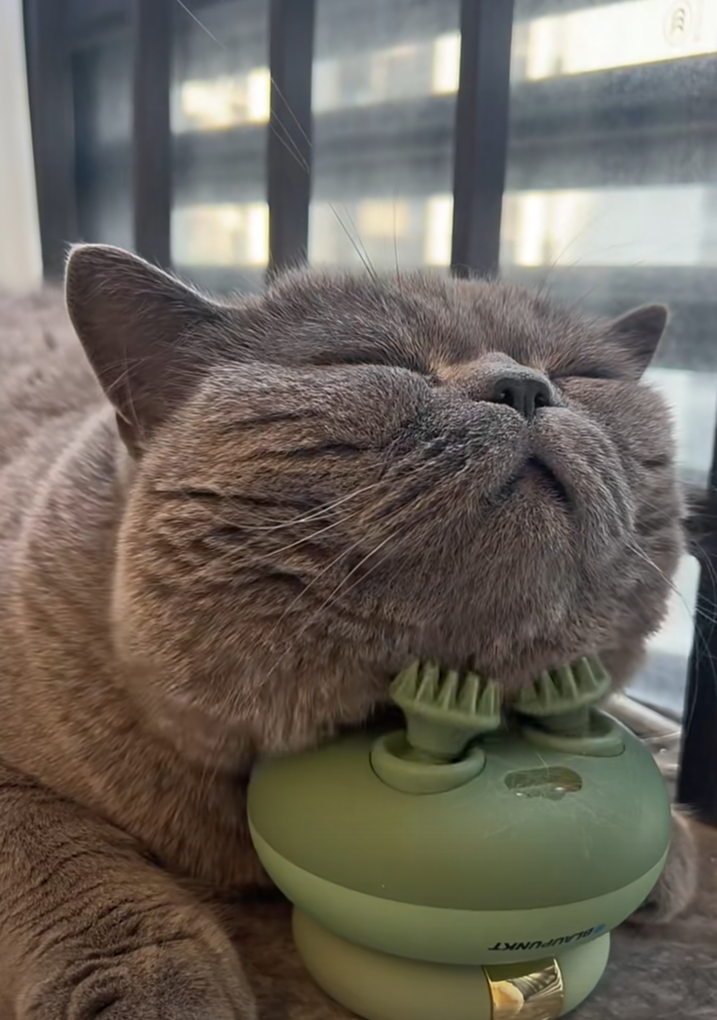 这只肥猫脸上露出人性化的迷醉,电动按摩刷带给它的享受让它眯起双眼
