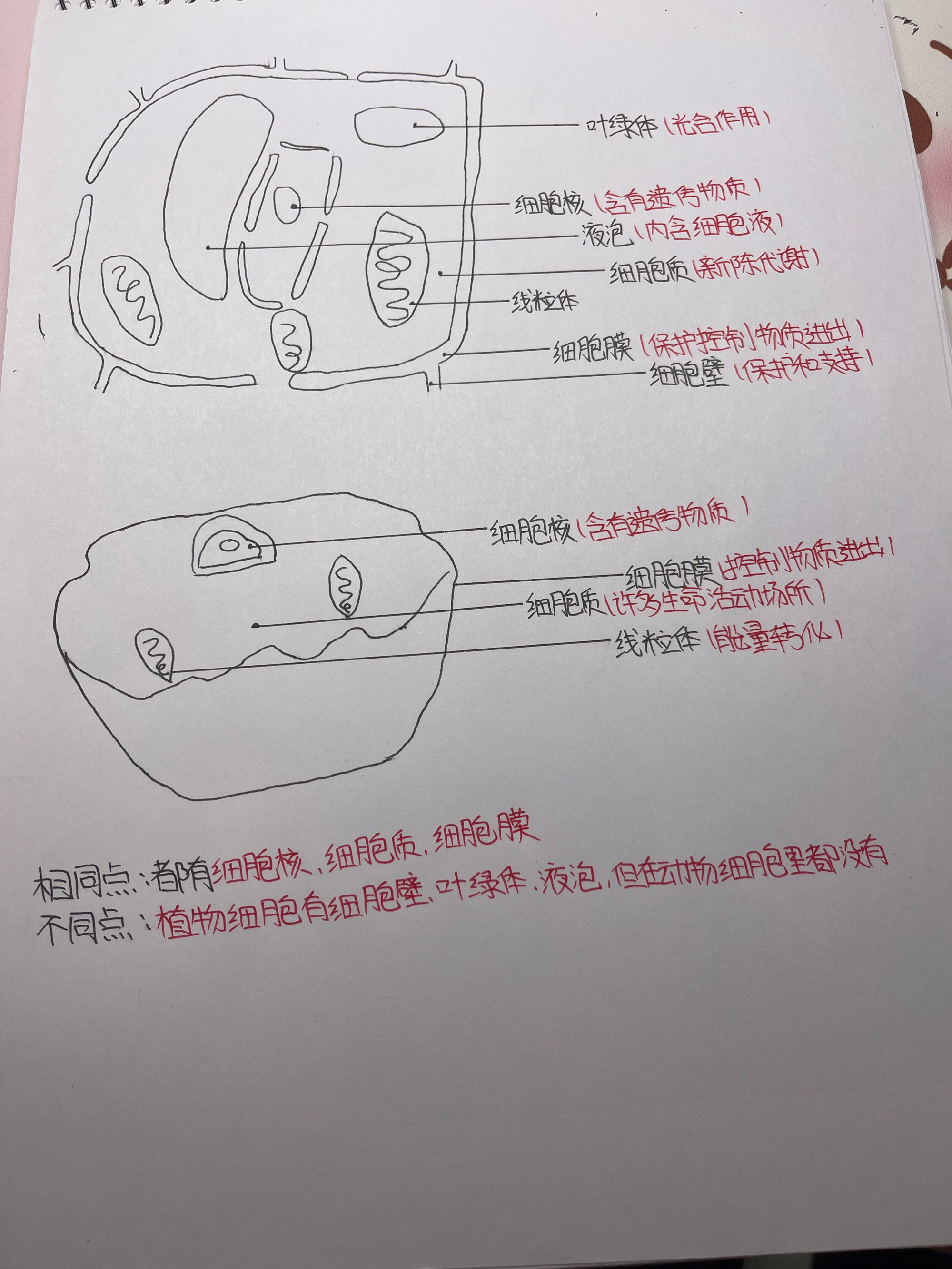 芹菜厚角组织手绘图图片