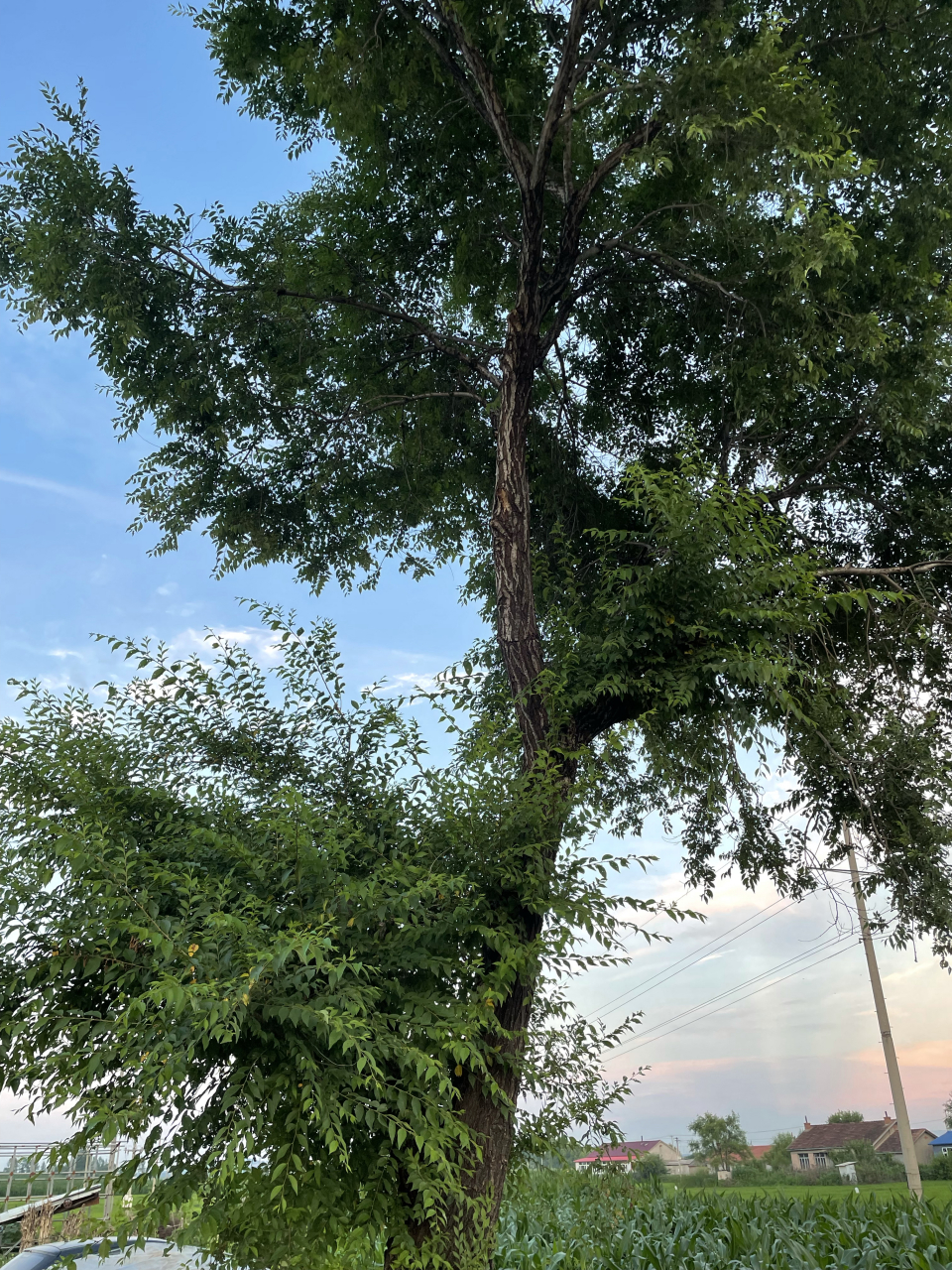 好像和你谈恋爱 分享徐怀钰的单曲《叮咚》(@酷狗音乐)