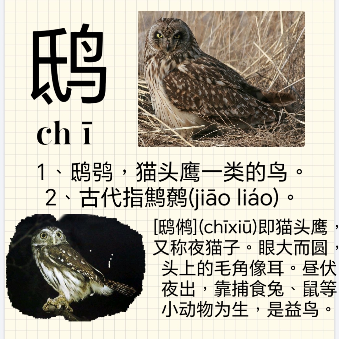 每天学习难学字,鸱 鸱鸮,猫头鹰一类的鸟,古代指鹪鹩#每天学一个汉字