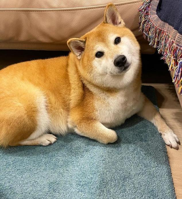 柴犬趴在地上,尾巴轻轻摇晃,眼神里满是可爱和温柔.